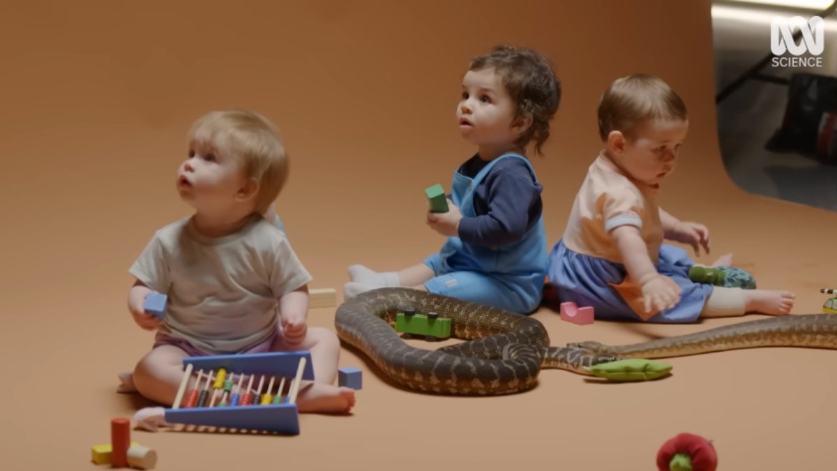 De tempos em tempos, um vídeo de bebês brincando com cobras reais volta a viralizar nas redes sociais