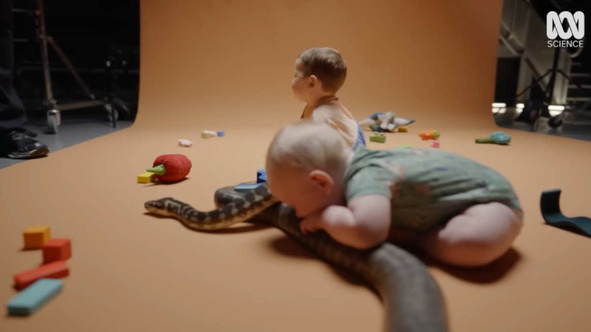 No recorte do documentário, os bebês observam, apertam e alguns até tentam morder as cobras por curiosidade