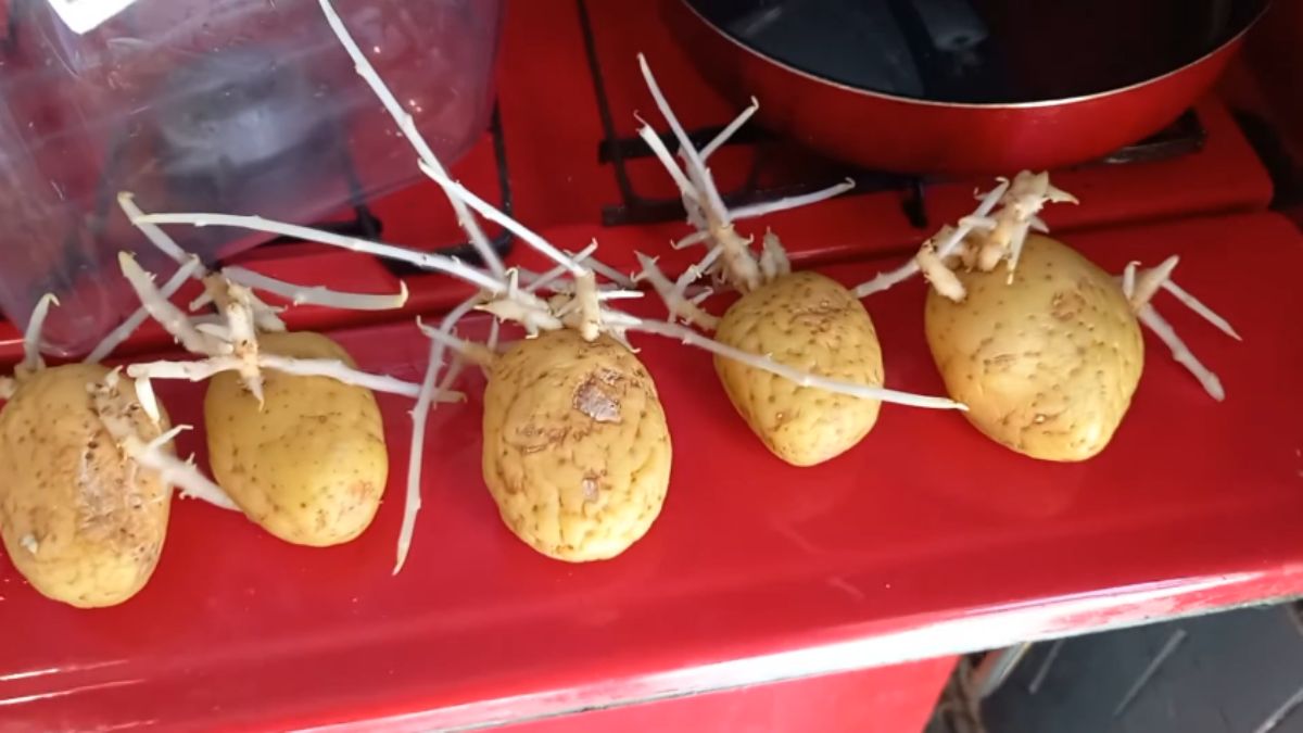De modo geral, essas batatas ainda podem ser consumidas, desde que os brotos não estejam muito grandes ou em grande quantidade (Foto: Reprodução YouTube)