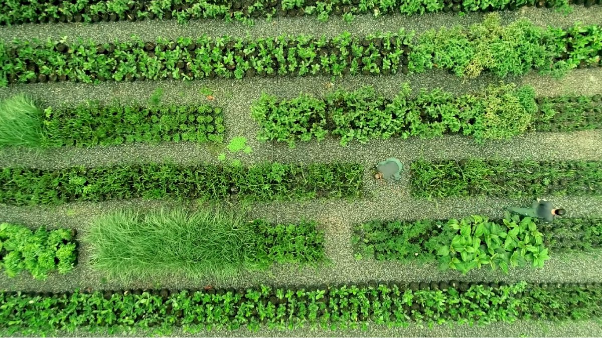 Aproximadamente 75% do território mantém alto nível de conservação, servindo como laboratório natural para pesquisadores