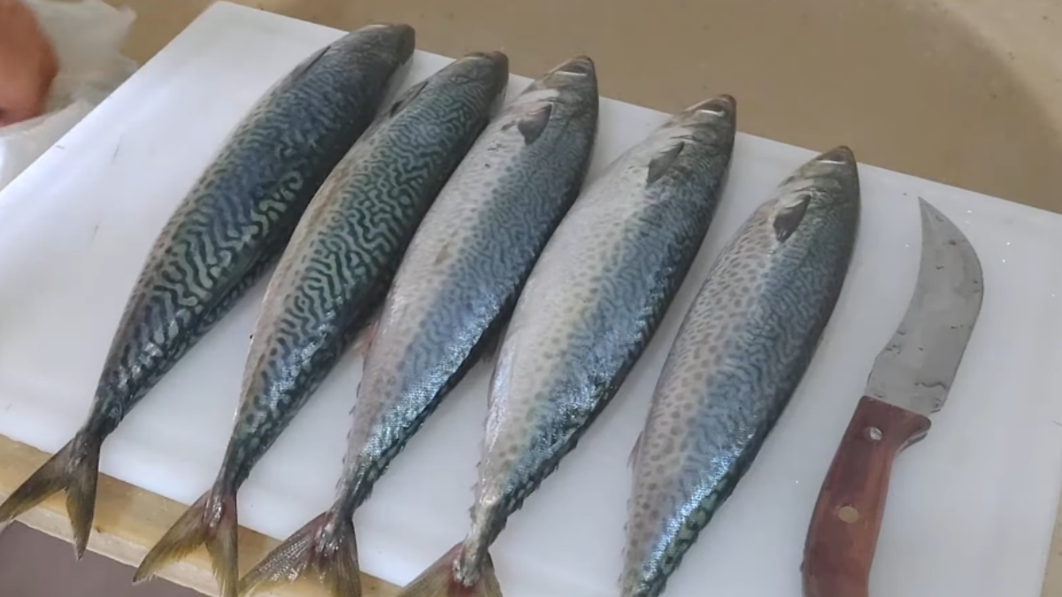Cavalinha destaca-se por oferecer nutrientes comparáveis e, em alguns casos, até superiores aos de peixes nobres e muito mais caros.