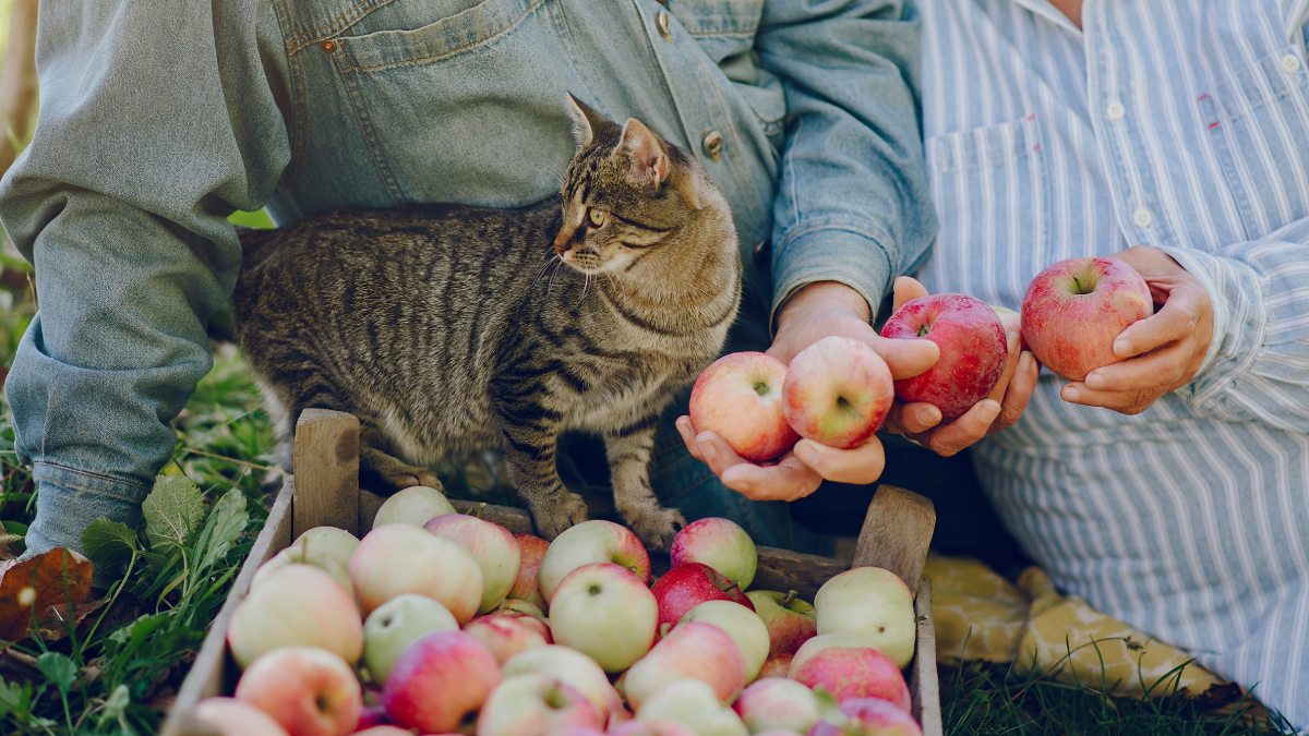 O apelido "cidade dos gatos" se espalhou justamente porque os felinos não ficam escondidos: eles circulam, descansam em pontos altos, interagem com clientes e acompanham os feirantes durante a rotina de trabalho. Foto: Freepik