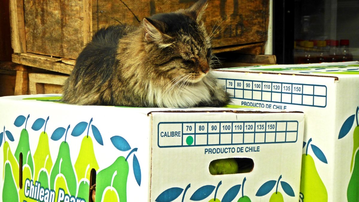 Só que a fama mais curiosa não vem da banca de frutas ou do corredor de temperos. Vem dos gatos, vistos sobre caixas, entre mercadorias e nas frestas do comércio, como parte do cotidiano. Foto: RiveraNotario/Flickr