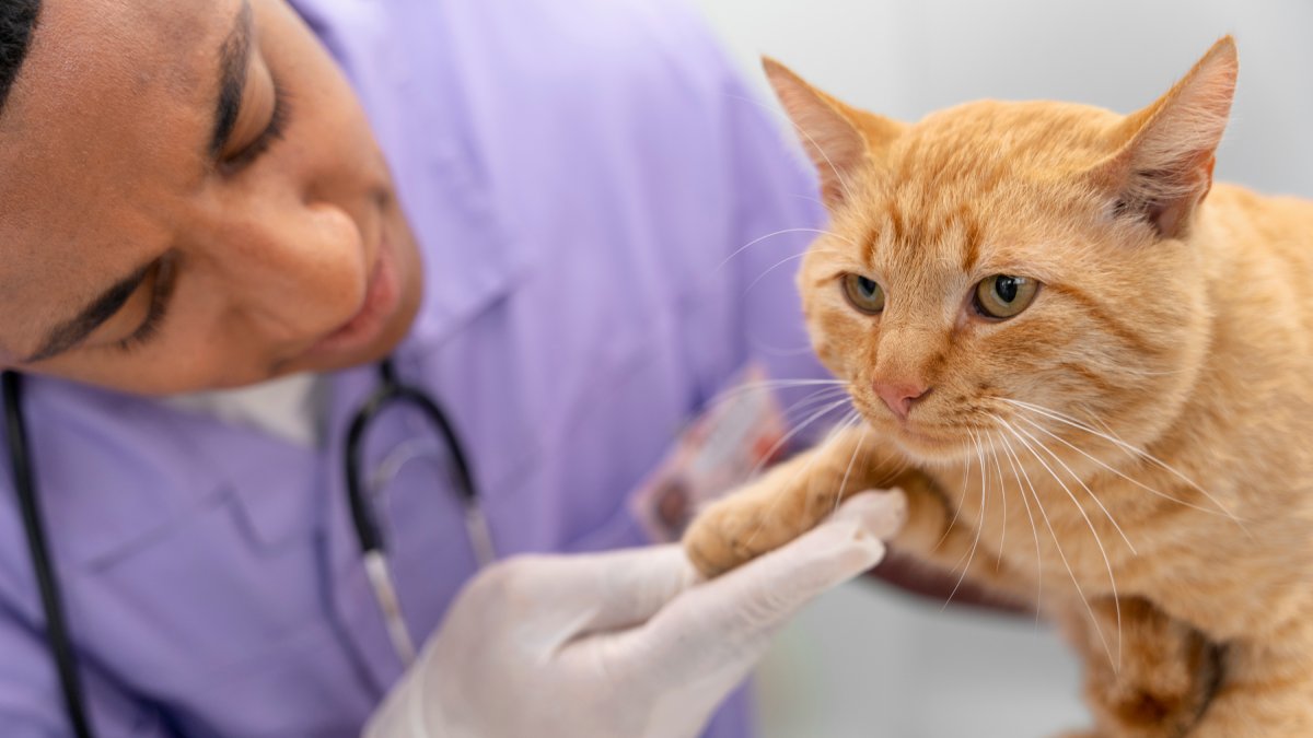 A pesquisa identificou que gatos que vivem exclusivamente dentro de casa apresentam níveis mais elevados de bisfenol A no pelo do que aqueles que têm acesso à rua
