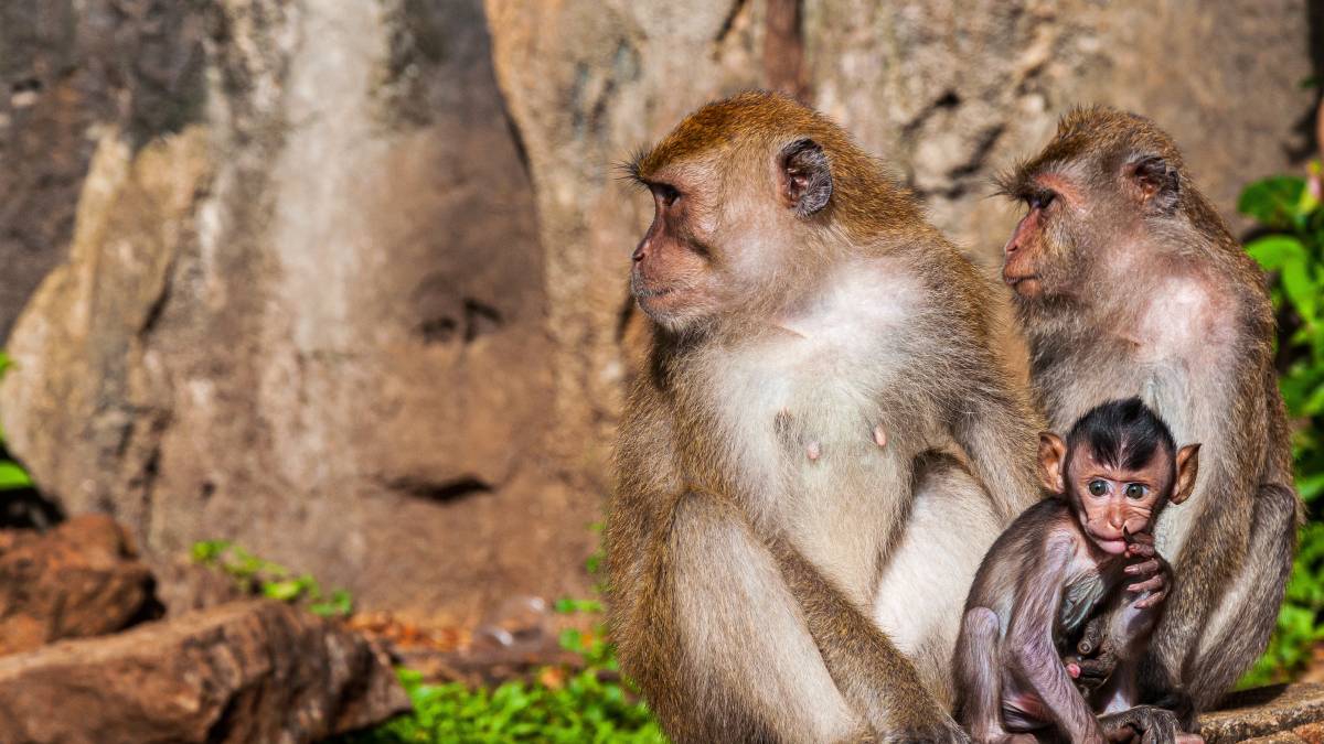 Descobertas na primatologia continuam desafiando o que sabemos sobre inteligência animal (Foto: Freepik)