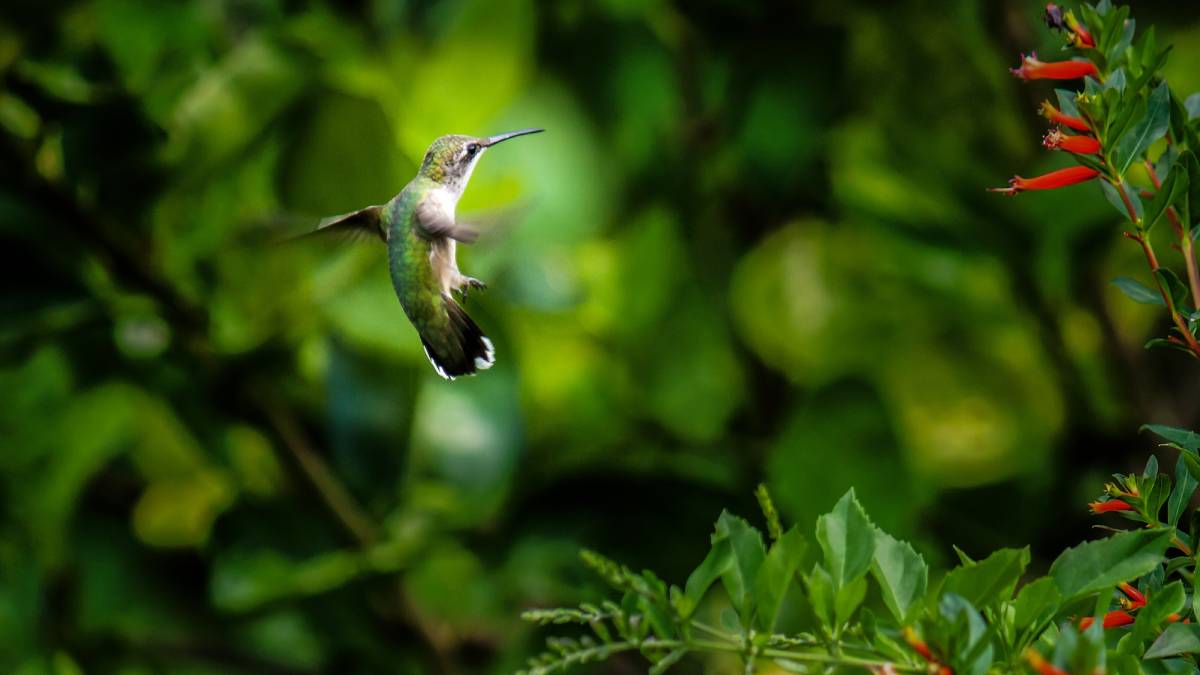 O beija-flor desafia a lógica ao recuar no ar sem virar o corpo. Foto: Freepik