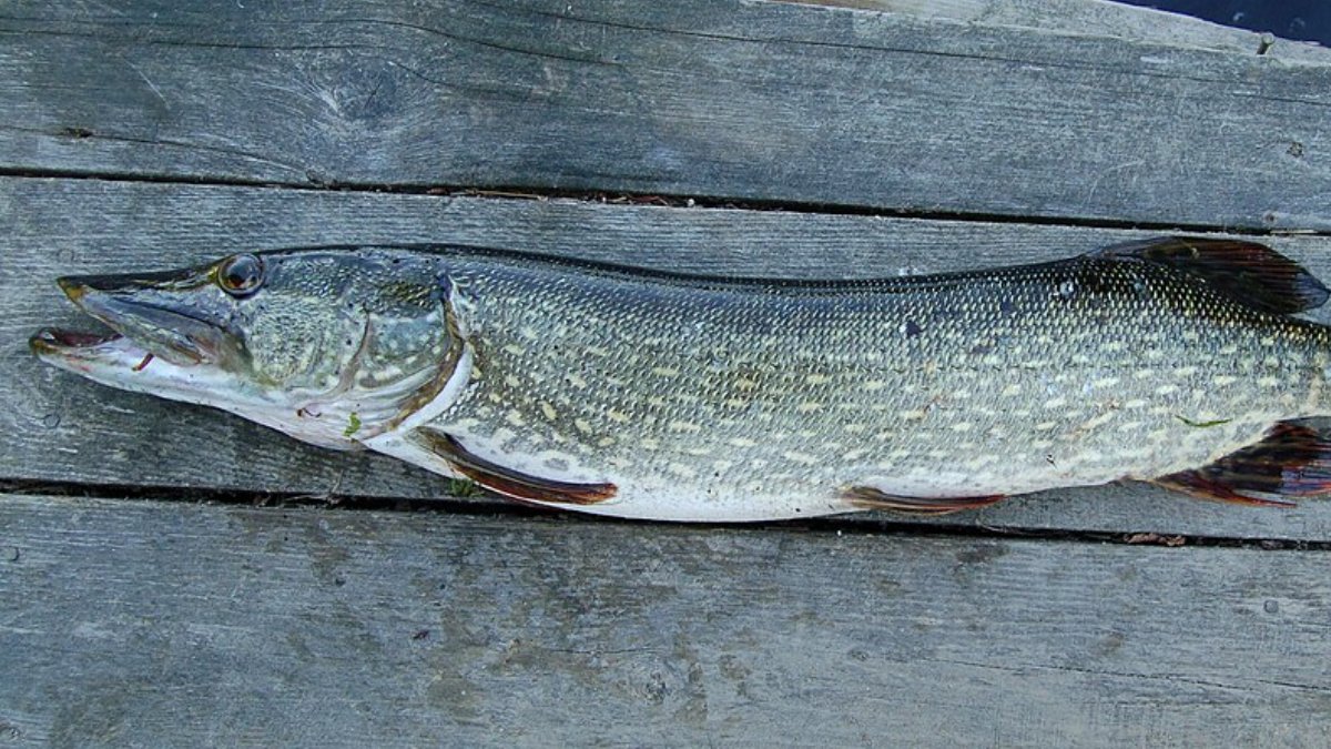 4. Lúcio (Foto: Arnstein Rønning/Wikimedia Commons)