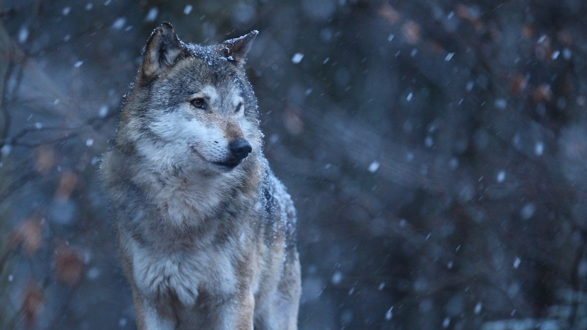Para rastrear os lobos, os cientistas utilizaram dosímetros, aparelhos portáteis capazes de medir a quantidade de radiação acumulada no corpo