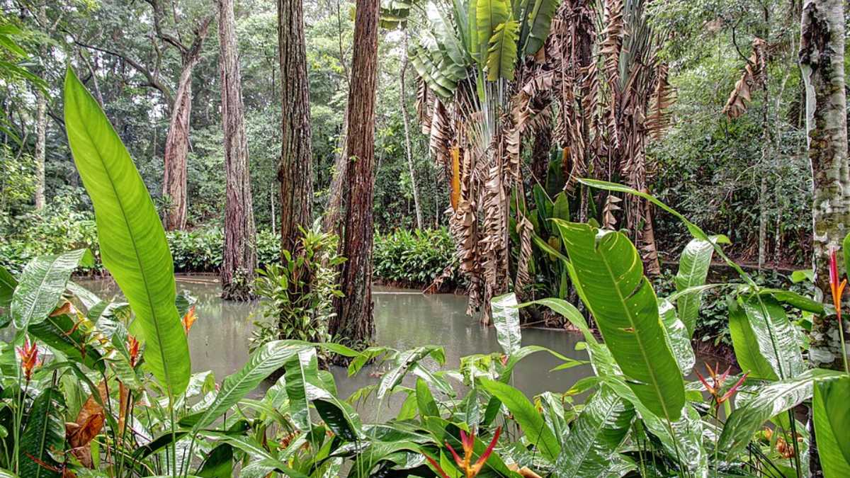 Pouca gente imagina, porém, que esse cenário verde é resultado de um grande projeto de recuperação ambiental do século 19 (Foto: Halley Pacheco de Oliveira/Wikimedia Commons)