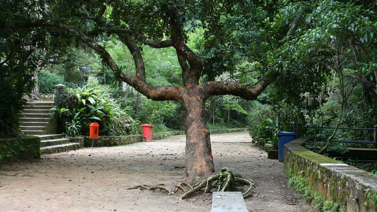 Com cerca de 4.200 hectares, a Floresta da Tijuca é considerada a maior floresta urbana replantada do mundo (Foto: Halley Pacheco de Oliveira/Wikimedia Commons)