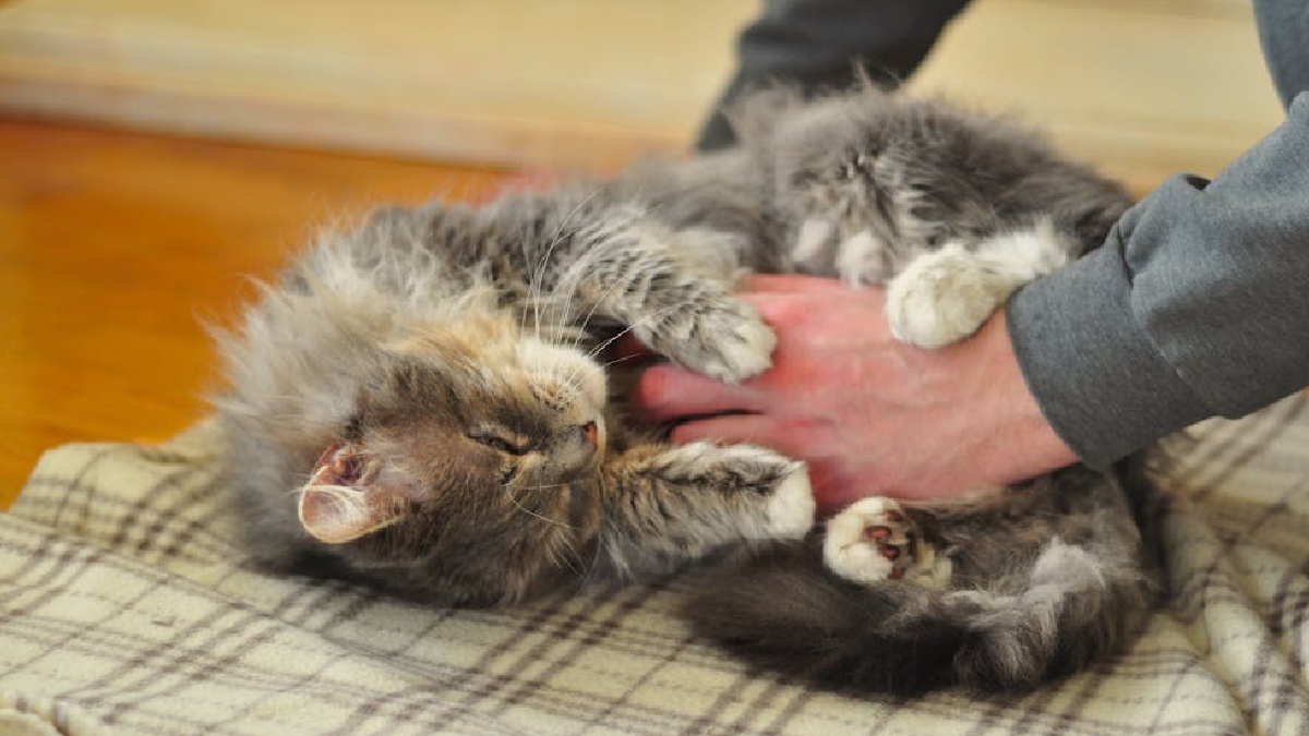 Benefício cardiovascular está diretamente ligado ao contato físico: o ato de acariciar um gato ou tê-lo no colo ajuda a reduzir a pressão arterial, diminuir a frequência cardíaca e aliviar a tensão acumulada no dia a dia - (Ivanna Lebediuk/Pexels)