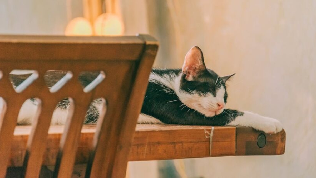 Crianças com Transtorno do Espectro Autista (TEA) apresentam melhoras no comportamento, na empatia e nas interações sociais quando convivem com gatos - (Min An/Pexels)