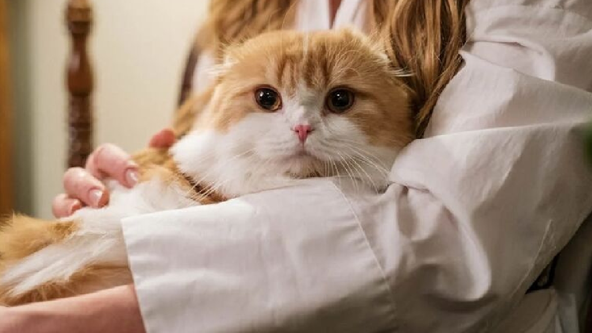 De acordo com estudos recentes, a convivência com esses felinos pode ser um fator determinante para uma vida mais equilibrada e saudável - (Cottonbro Studio/Pexels)
