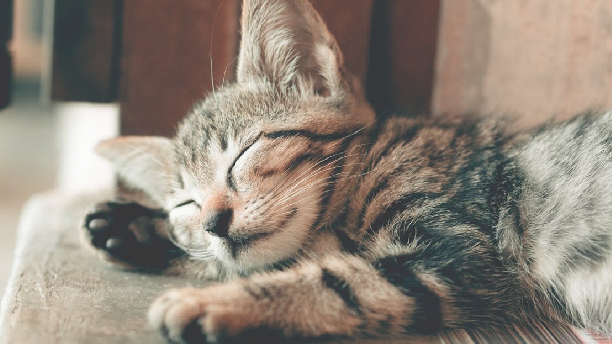 Os gatos estão ganhando destaque na ciência por oferecerem benefícios significativos para a saúde física e emocional de seus tutores - (Ihsan Adityawarman/Pexels)