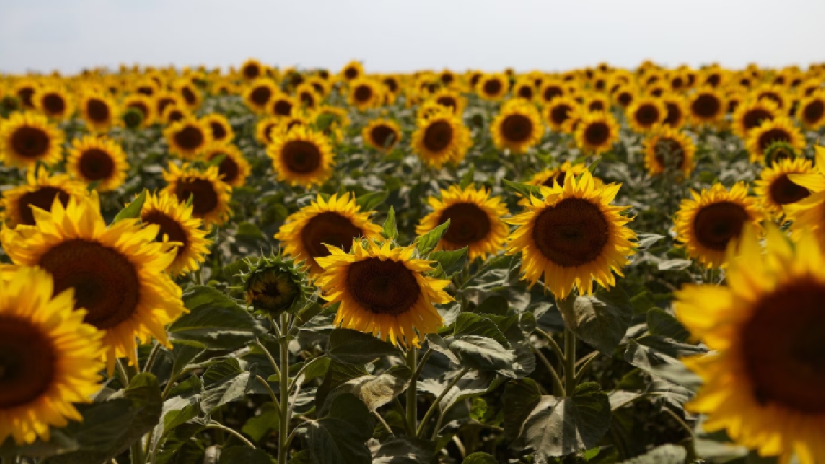 A planta que segue o Sol funciona como uma esponja biológica extremamente eficiente. Ela serviu como auxiliar para ajudar em dois dos maiores desastres da história - (Karlyukav/Freepik)