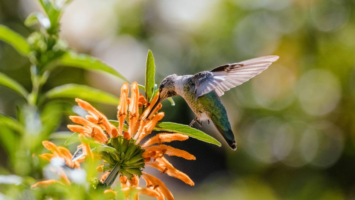 Pequeno no tamanho, gigante na habilidade: o único pássaro que voa para trás. Foto: Freepik