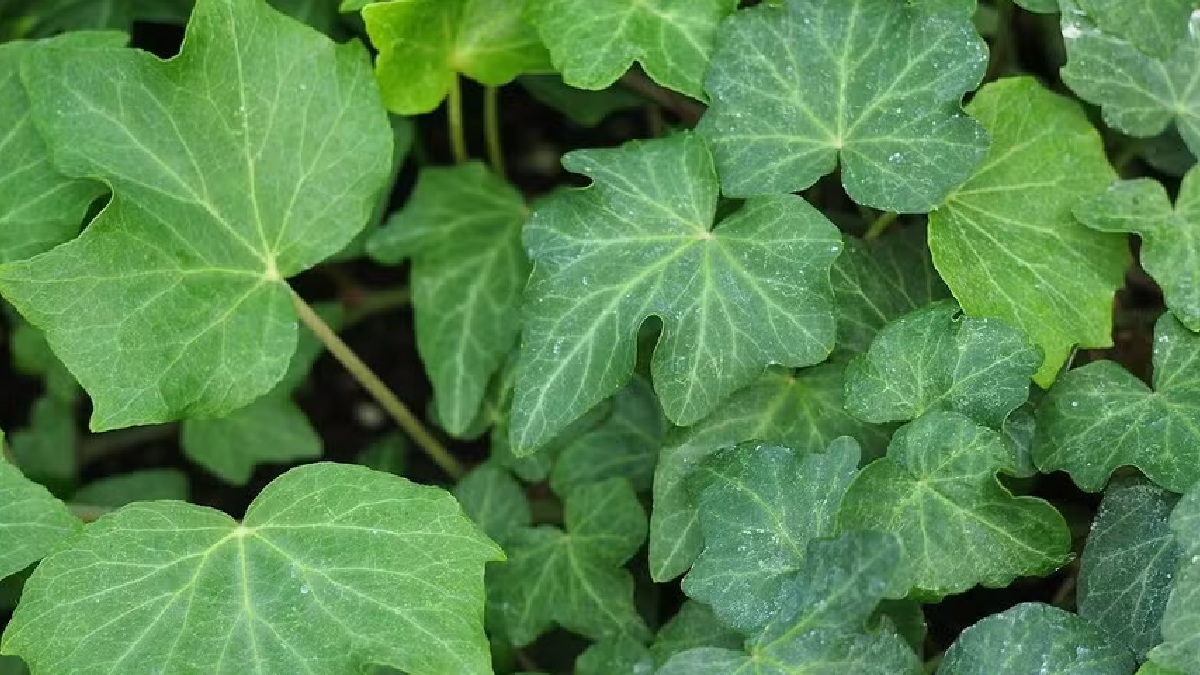 Hera Trepadeira: comumente usada para revestir muros, forma uma folhagem densa que preserva a sombra e a umidade. O emaranhado da planta não só serve de abrigo, mas também esconde os insetos que servem de alimento - (Agnieszka Kwiecien Nova/Wikimedia Commons)