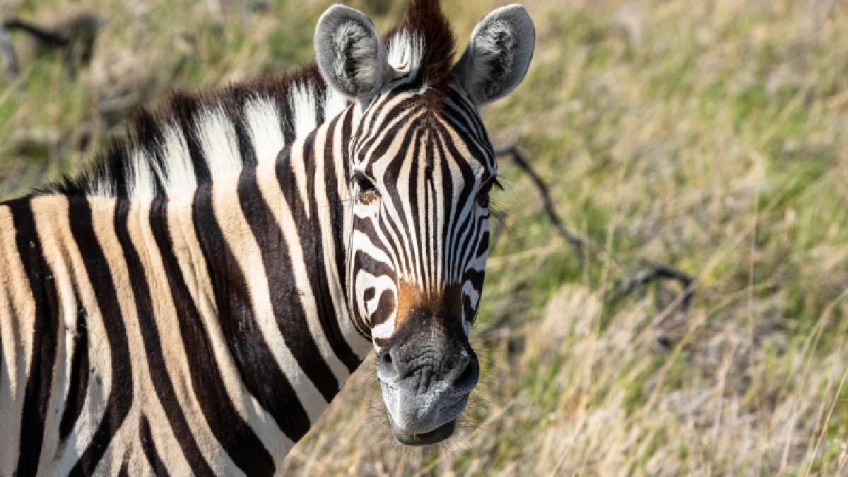 Instinto de sobrevivência: a vigilância constante contra predadores africanos moldou o temperamento arredio das zebras (Foto: Freepik)