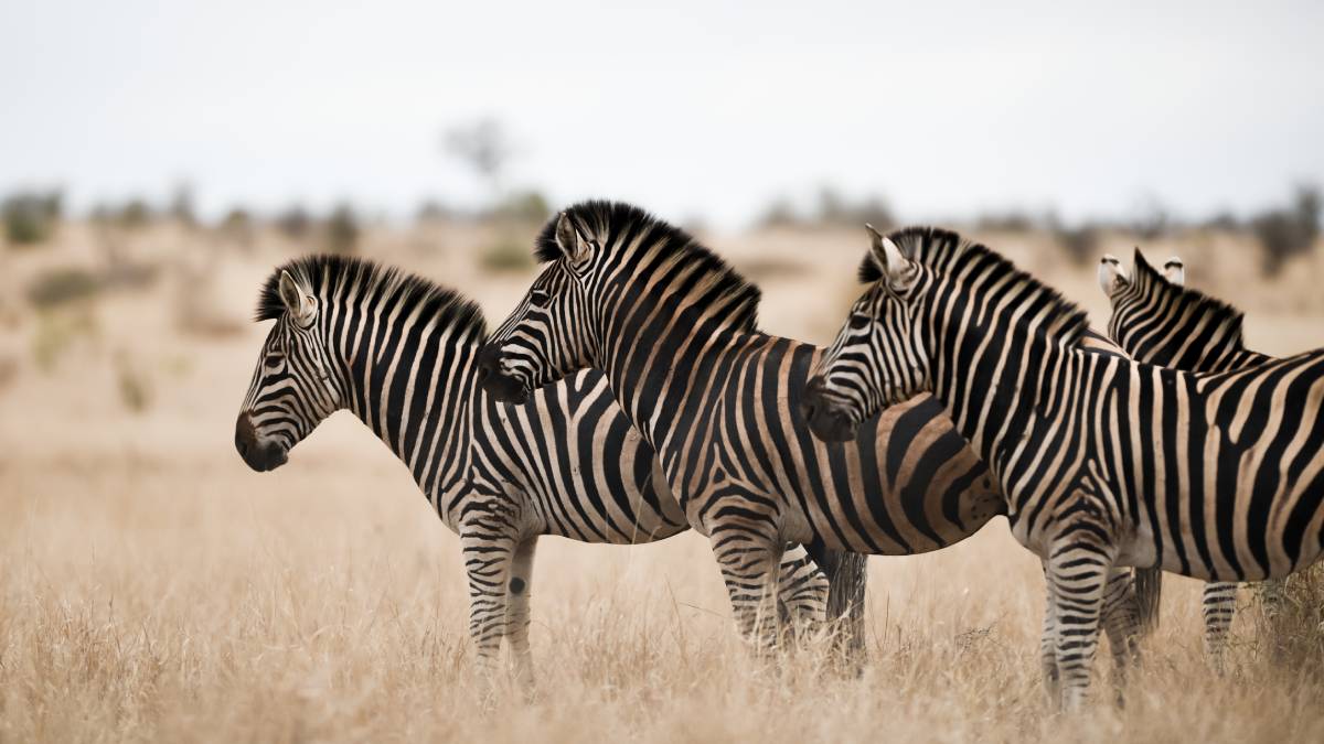 A resposta de "luta ou fuga" é muito mais intensa nas zebras do que em seus primos cavalos (Foto: Freepik)