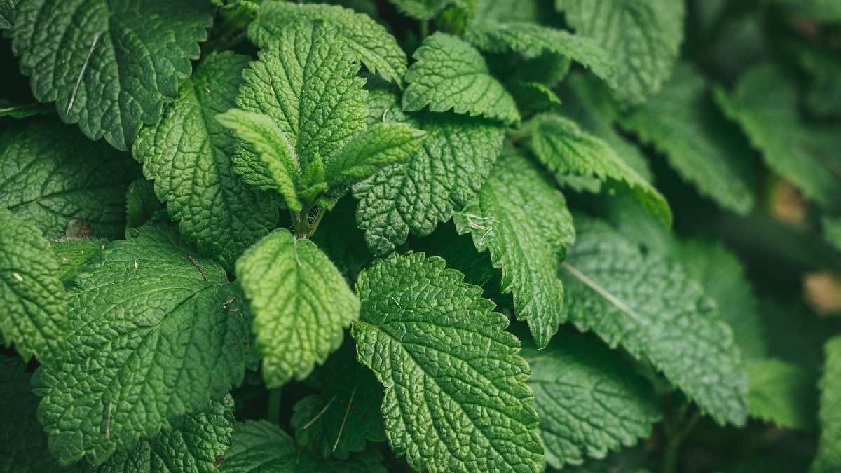Hortelã (Mentha spicata): ideal para chás, sucos e drinks, a hortelã tem um benefício extra: seu perfume ajuda a afastar moscas. Ela cresce rápido e prefere locais iluminados, mas sem sol direto o dia todo para não queimar as folhas - (Wirestock/Freepik)