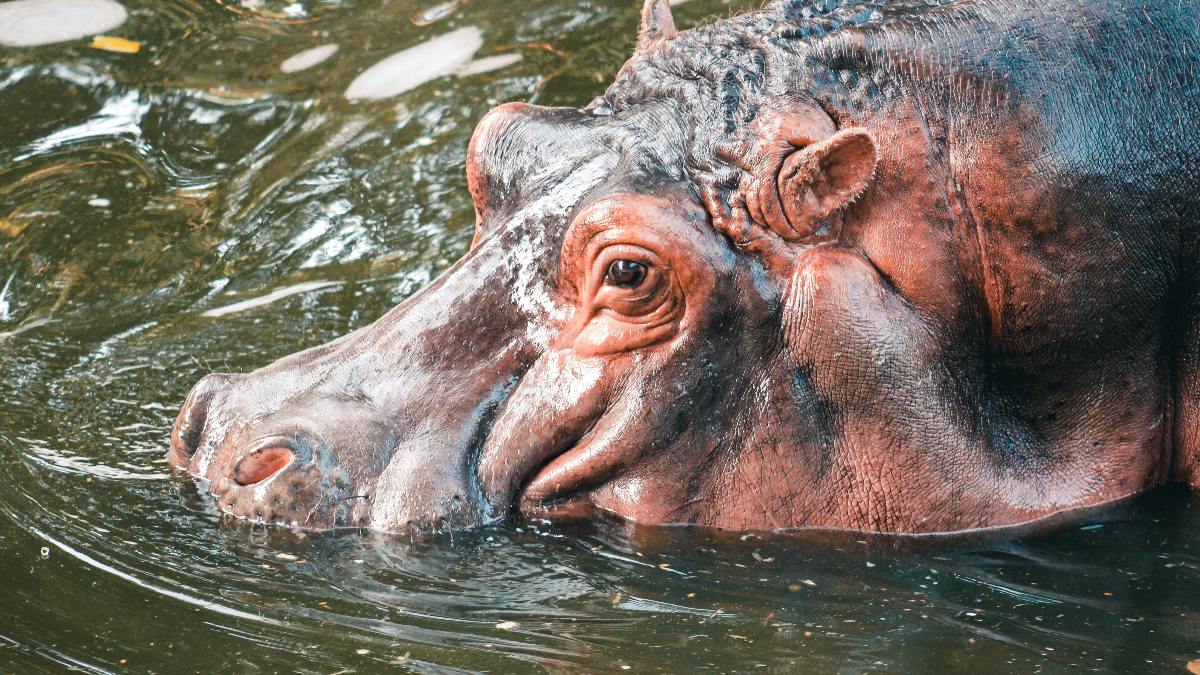 A área de circulação do rebanho inclui também uma rodovia, o que é uma ameaça tanto para os motoristas quanto para os animais. Em 2023 fopi registrado um óbito de hipópotamos por atropelamento na rodovia que liga Bogotá-Medellín