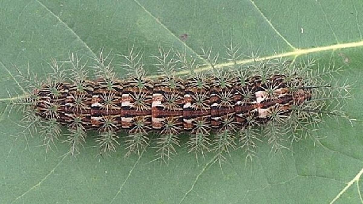 As lagartas desse gênero são conhecidas pelas suas cerdas características, que lembram cerdas de pinheiros (Foto: Centro de Informações Toxicológicas de Santa Catarina / Wikimedia Commons)