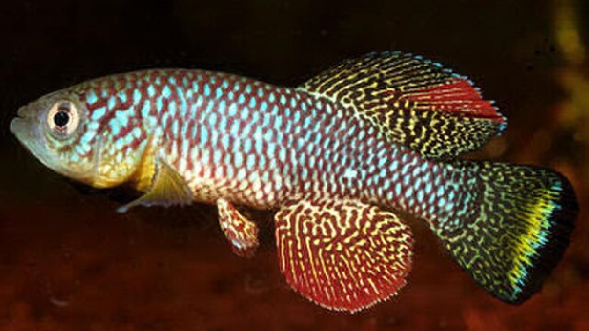 O peixe-rei-turquesa africano é encontrado no Zimbábue e em Moçambique (Foto: MaximeDebources / Wikimedia Commons)
