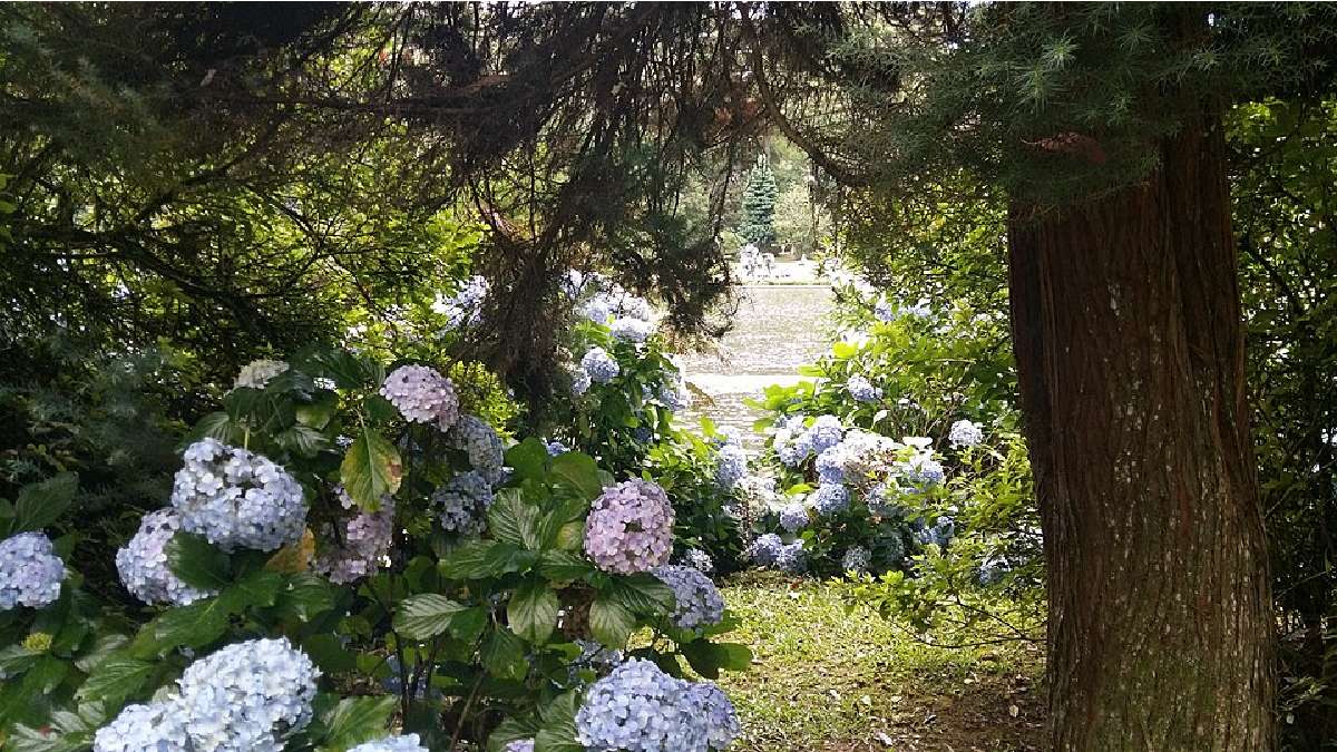 Hortênsias viraram símbolo visual da Serra Gaúcha e aparecem como "moldura" natural em muitos pontos da cidade (Foto: STELLA SEGATTI / Wikimedia Commons)