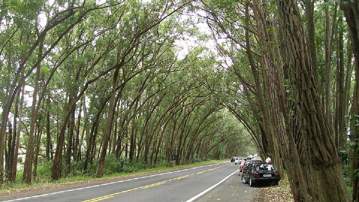 Túnel Verde da RS-040 - Balneário Pinhal, RS (Foto: Paulo RS Menezes / Wikimedia Commons)