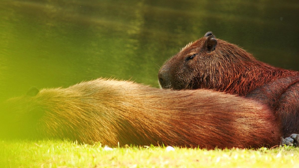 A vida perto da água ajuda a regular a temperatura do corpo (Foto: Pixabay)