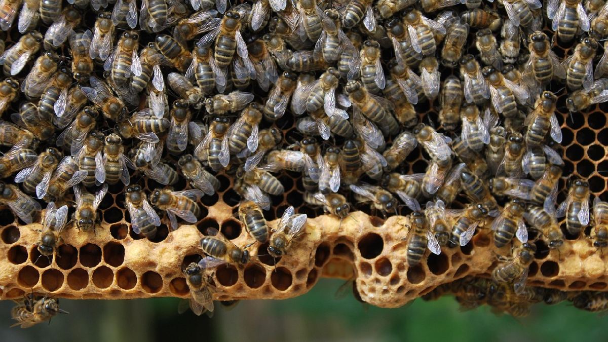 O padrão hexagonal do favo economiza cera e ajuda a manter a estrutura firme com menos material (Foto: Pixabay)
