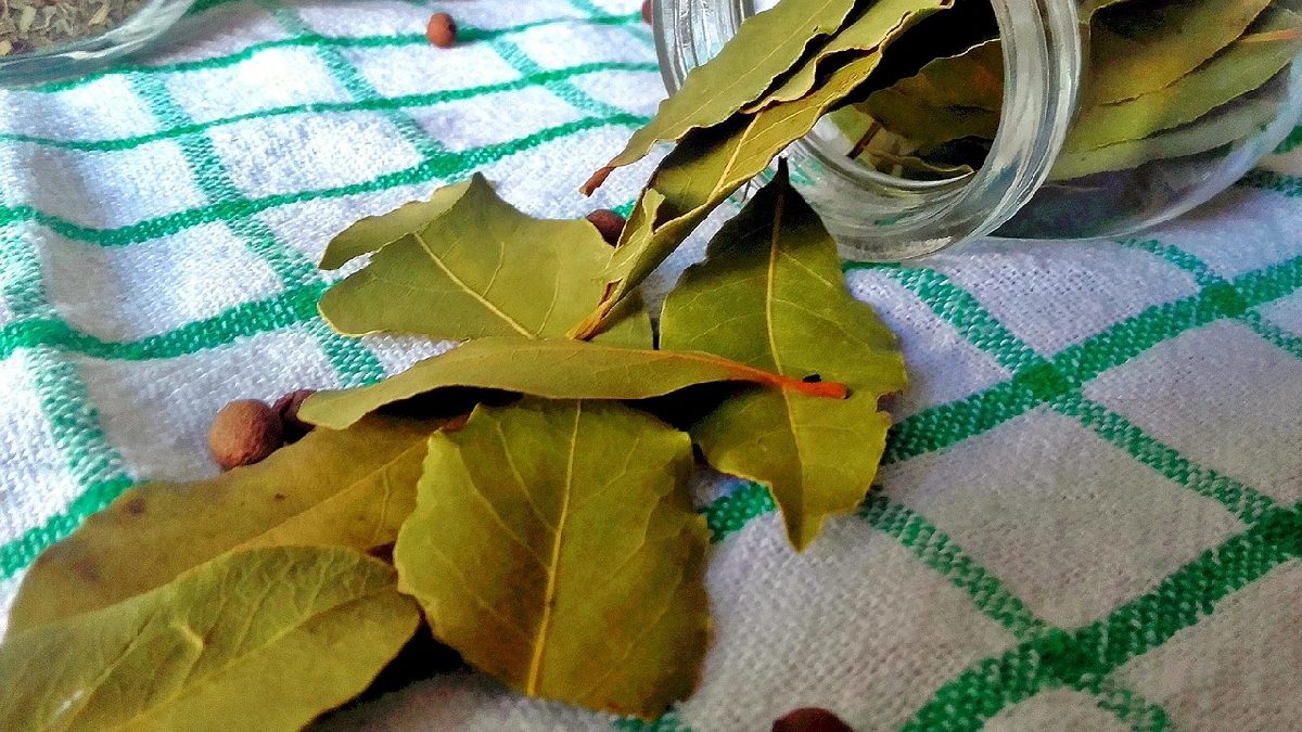 Em casa, o louro funciona melhor como apoio: limpeza, lixo bem fechado e vedação costumam pesar mais no resultado (Foto: Pexels)