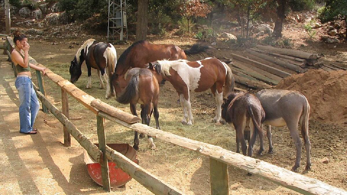 Vida rural na Croácia: trabalhos em fazendas e quintas são comuns em programas de troca (cama e comida por algumas horas de serviço) (Foto: Ante Perkovic / Wikimedia Commons)
