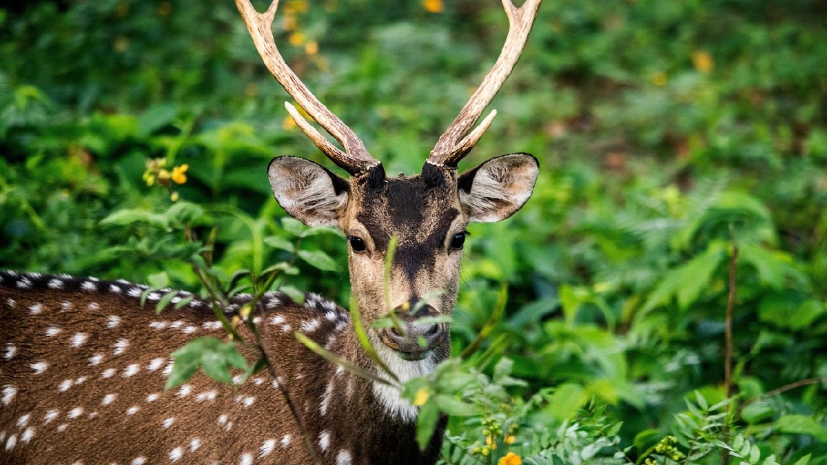 A pelagem manchada é uma das marcas mais conhecidas do chital, também chamado de cervo-axis. (Foto: suchitks48 / Pixabay)