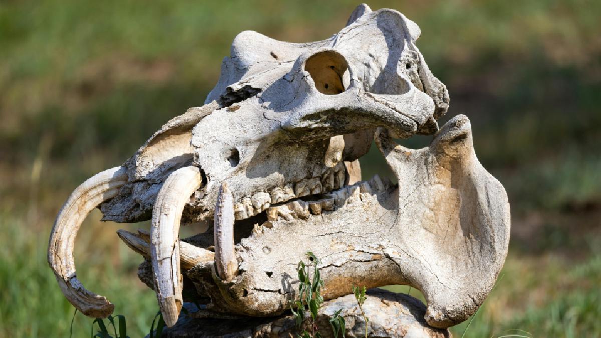 Aliados ao peso, os hipopótamos possuem uma dentição poderosa capaz de causar dois mil PSI em uma mordida. Para medidas comparativas, a mordida humana. pode chegar, em média, a 160 PSI