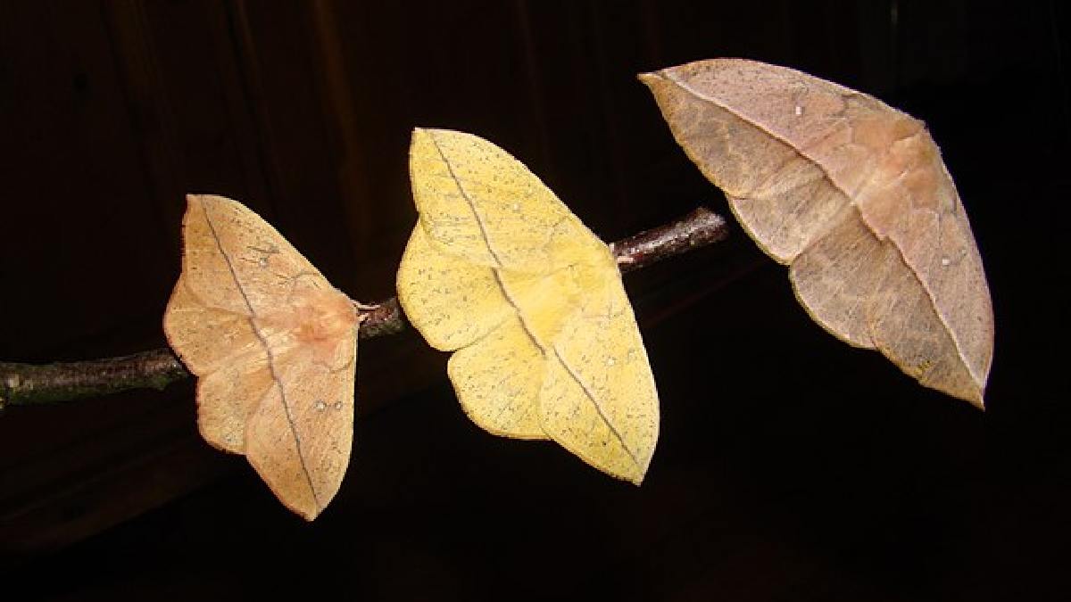 Mesmo após a metamorfose, a espécie ainda mantém uma camuflagem eficiente, com os espécimes adultos podendo facilmente se disfarçar como folhas secas (Foto: Butterflybart / Wikimedia Commons)