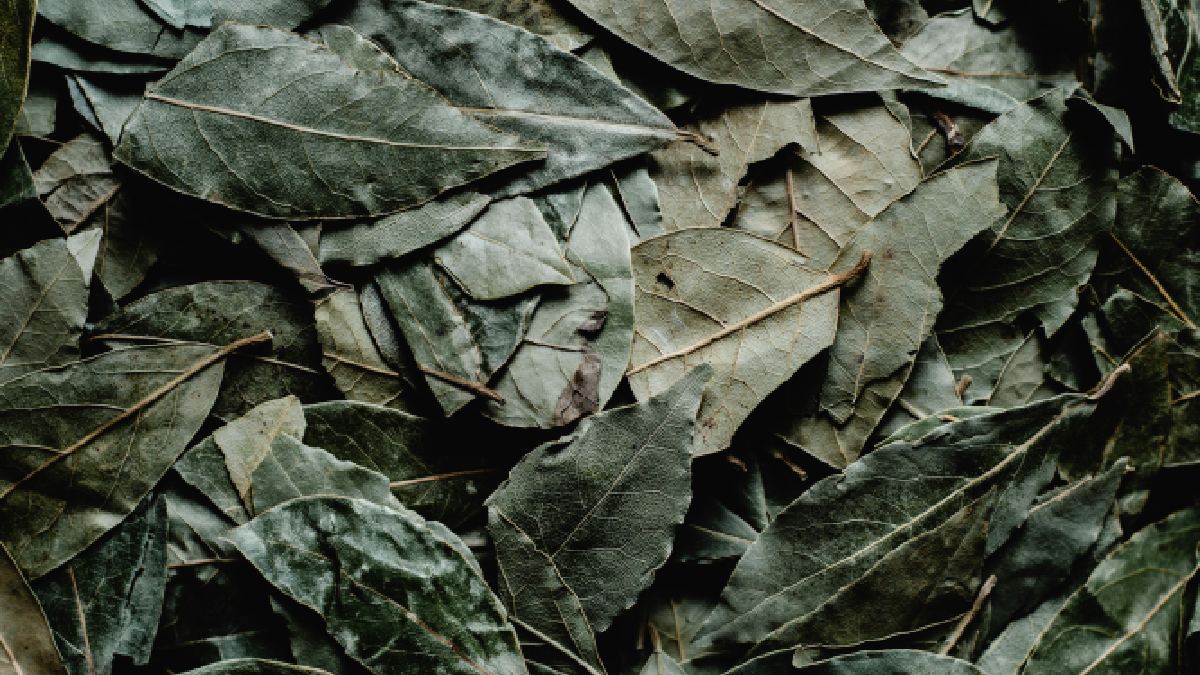 Trocar as folhas quando o cheiro some é uma regra simples: sem aroma no ar, não há "barreira" para o inseto (Foto: Pexels)