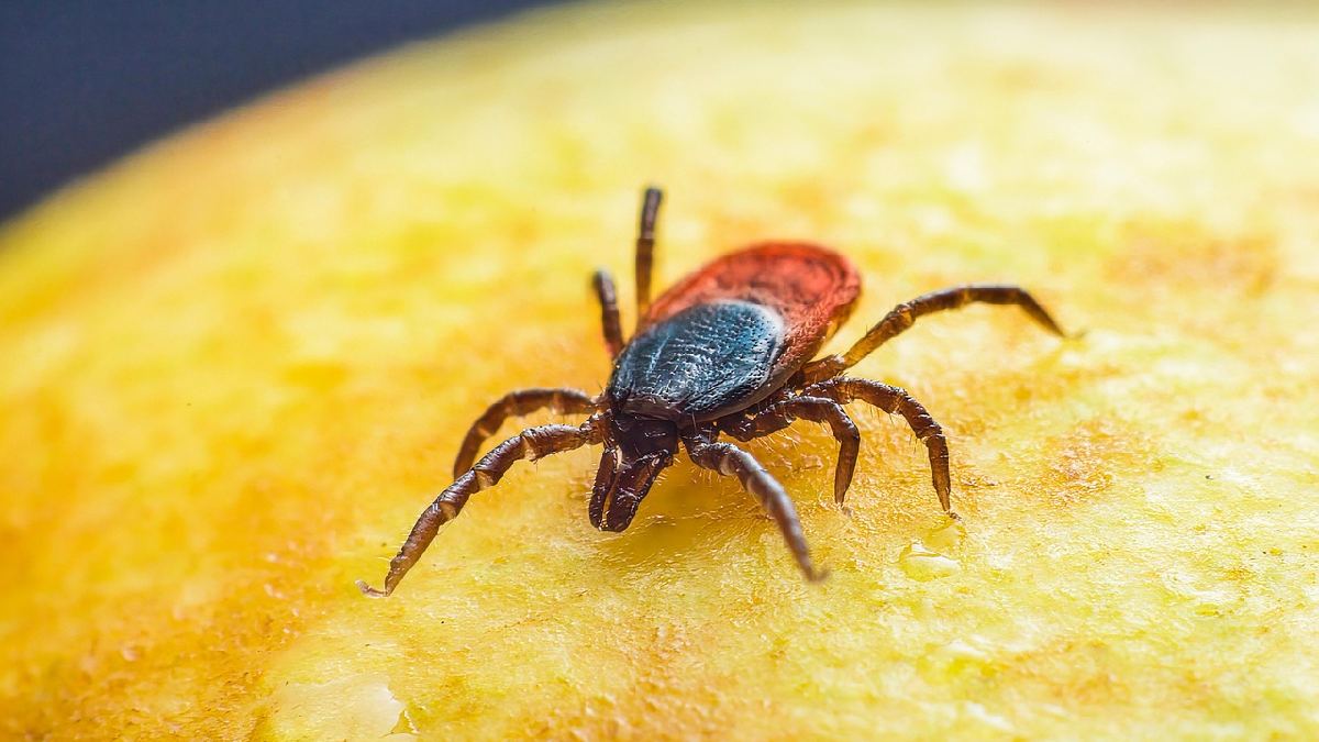 Os pequenos aracnídeos parasitas podem carregar doenças letais, dentre elas a mais perigosa é a febre maculosa (Foto: Pixabay)