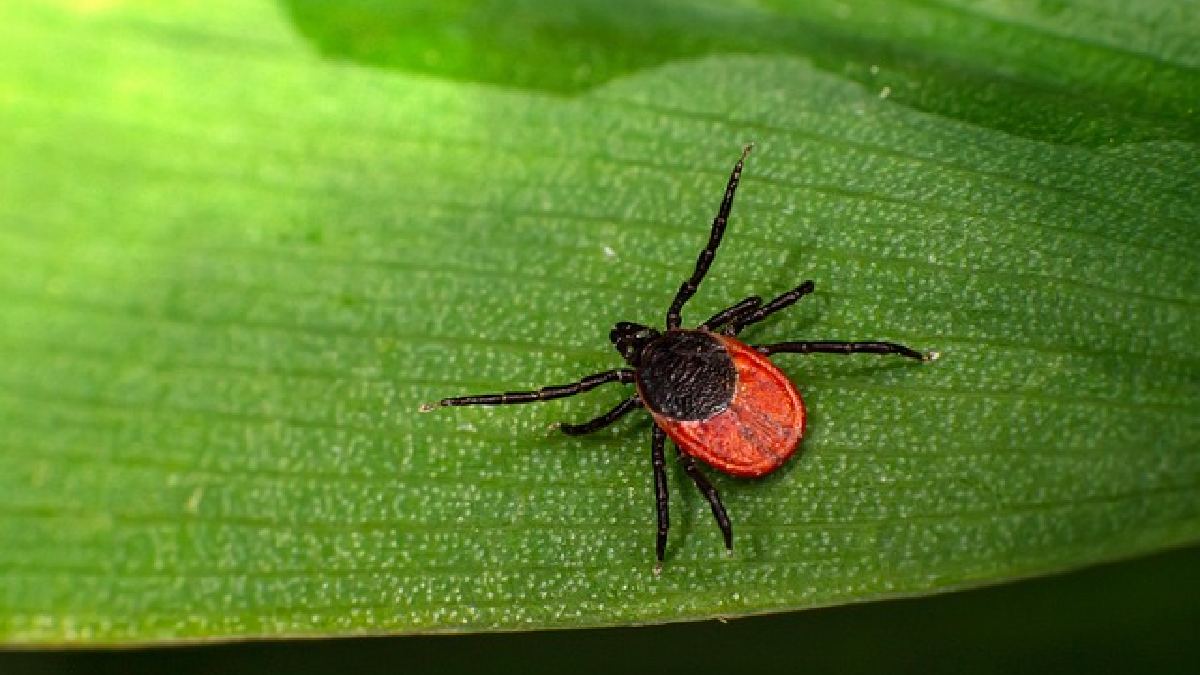 Portanto, é sempre necessária cautela ao passar em zonas com capivaras: roupas claras ajudam na identificação dos animais e cheque a pele após passeios (Foto: Pixabay)