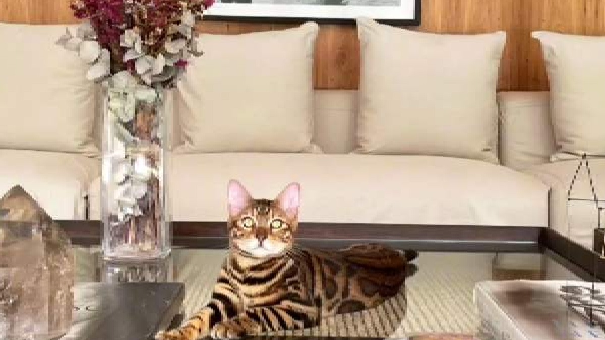 Entre gatos e cachorros, a família de pets de Massafera está sempre presente nas fotos da mansão, como ponto principal