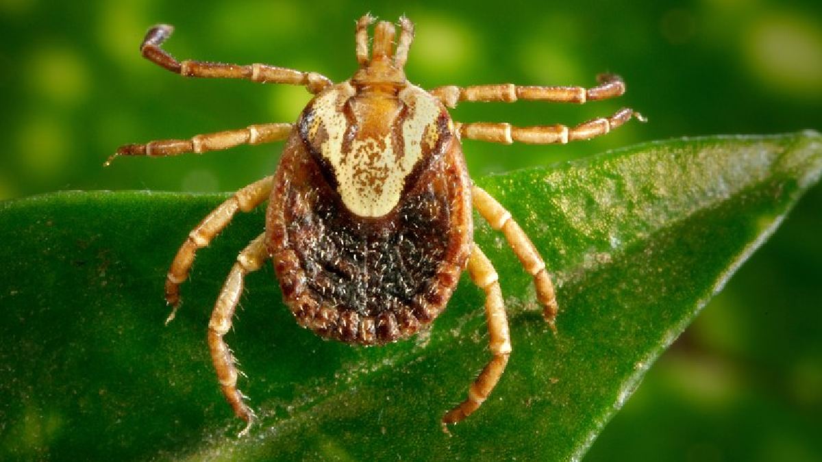 Porém, esses belos animais podem acabar carregando um perigo do qual eles nem fazem ideia: carrapatos-estrelas (Amblyomma cajennense), fixos entre seus pelos (Foto: Pixabay)