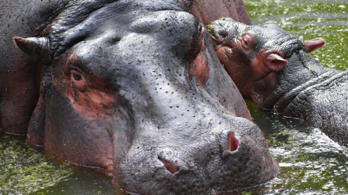 Apesar de atualmente o rebanho contar com 160 animais, estimativas sugerem que eles podem chegar aos milhares em poucas décadas