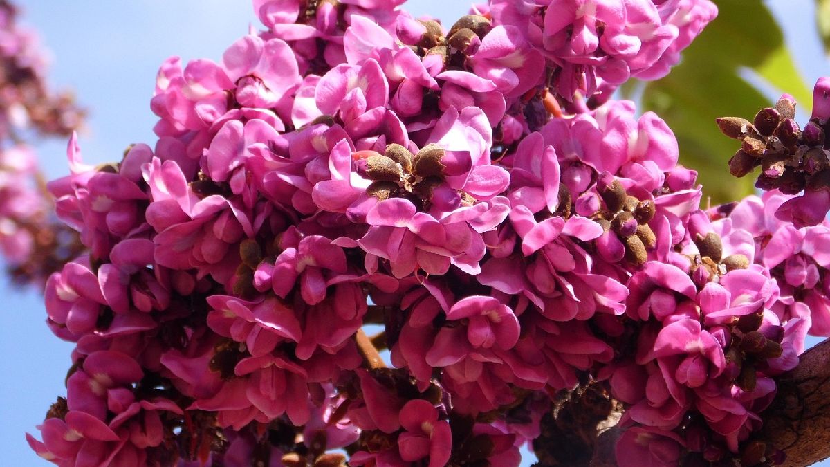O Cerrado muda muito ao longo do ano: na floração, a paisagem 'acende' mesmo fora da alta temporada (Foto: Pexels)