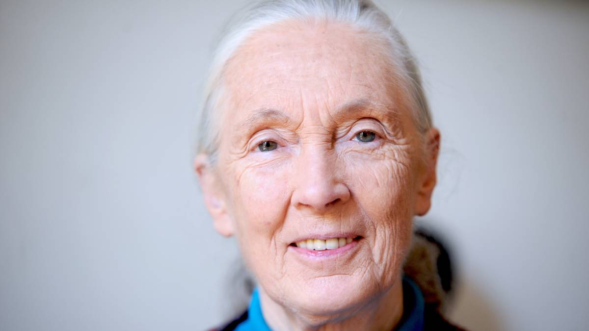 Jane Goodall revolucionou a primatologia ao mostrar que chimpanzés usam ferramentas e demonstram emoções complexas, mudando para sempre a forma como a ciência entende os macacos (Foto: Wikimedia Commons/Nicolas Richoffer)