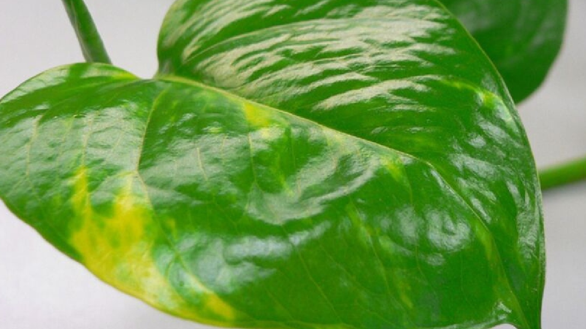 Jiboia (Epipremnum aureum): uma das espécies mais resistentes, a jiboia lida bem com a umidade da cozinha e é perfeita para locais com luz indireta. Pode ser usada como trepadeira ou pendente em cima de armários e geladeiras - (Wikimedia Commons)