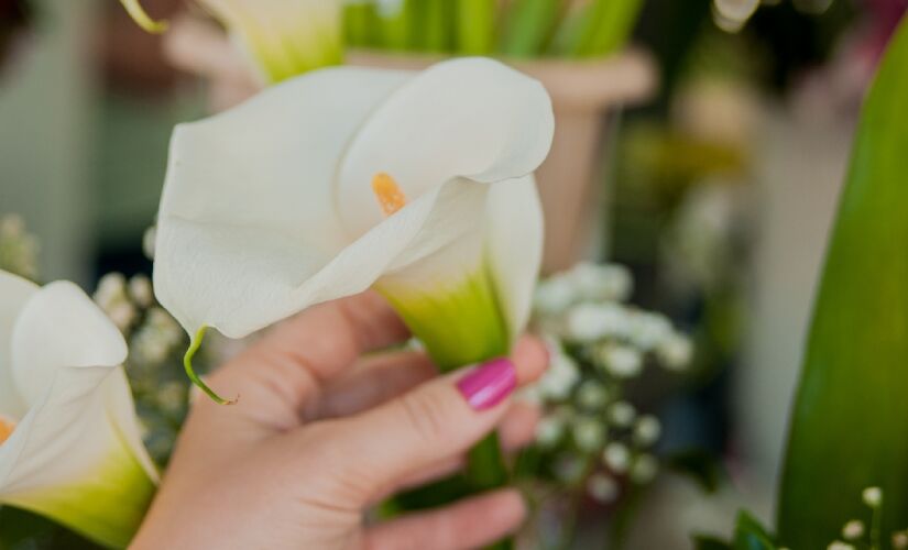 Algumas plantas são eficientes em filtrar toxinas (como amônia de produtos de limpeza), mas também são tóxicas se ingeridas, como a lírio da paz e a hera - (Dragana Gordic/Freepik)