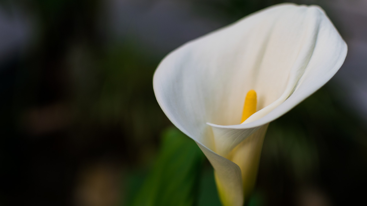O Lírio da Paz é a planta ideal para banheiros com iluminação média (perto de uma janela basculante), mas nunca deve receber luz direta. Ocupa ainda uma vaga no ranking da NASA sobre as melhores plantas purificadoras de ar para se ter em casa - (Wirestock/Freepik)