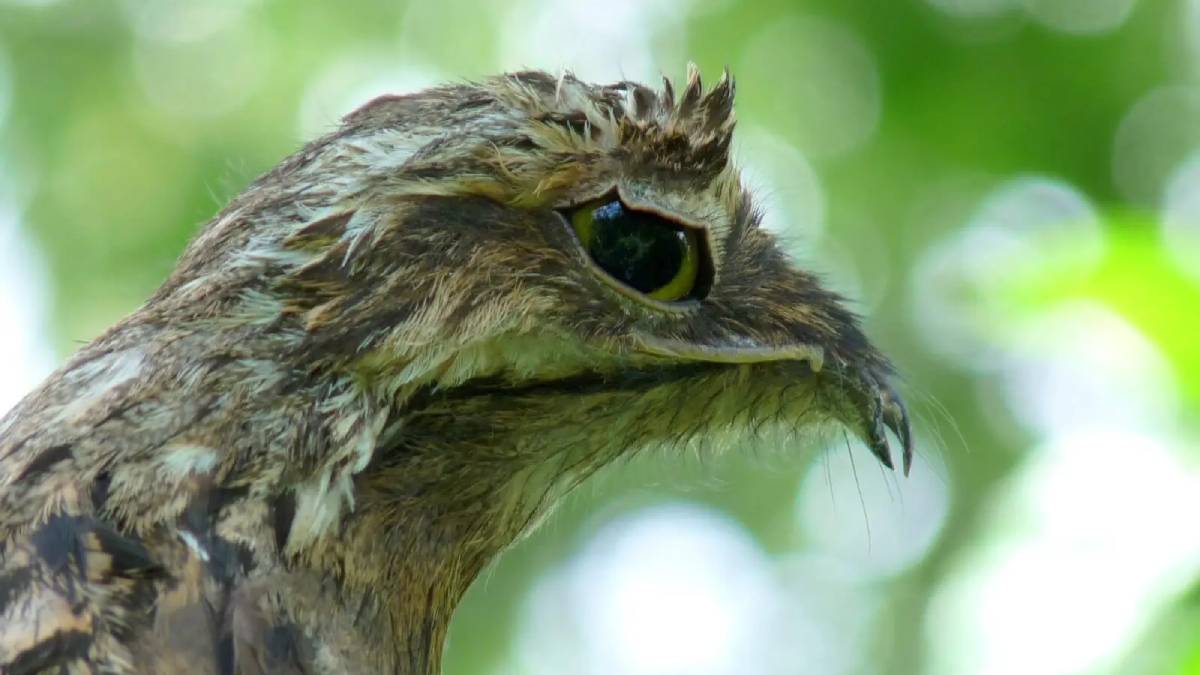 Cercado por lendas e associado a histórias de má sorte, o canto melancólico do urutau atravessa gerações no imaginário popular (Foto: Animalia/Julian Londono)