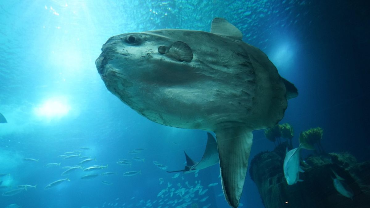 Se você gosta de frequentar o mar sem o medo constante de queimaduras, deve agradecer ao peixe-lua.