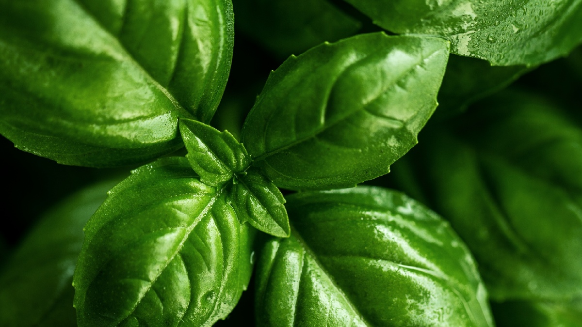Manjericão (Ocimum basilicum): essencial para quem busca frescor em pratos como o pesto, o manjericão precisa de calor e pelo menos quatro horas diárias de sol direto - (Valeria Aksakova/Freepik)